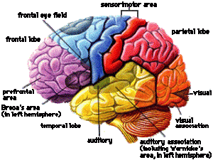 brainspotting